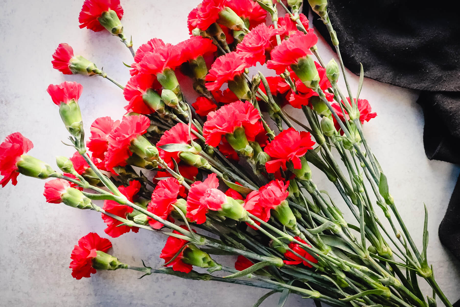 The National Flower Of Spain The Red Carnation Explorer Momma The National Flower Of Spain The Red Carnation Explorer Momma