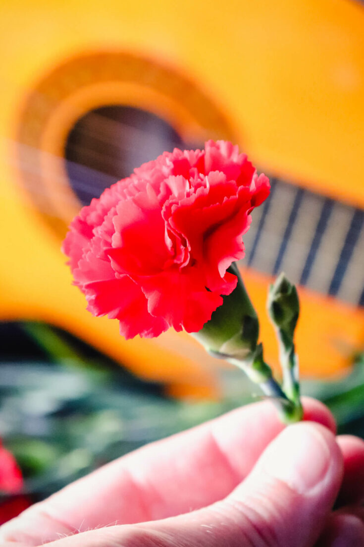 The national flower of Spain, a red carnation in front of a guitar