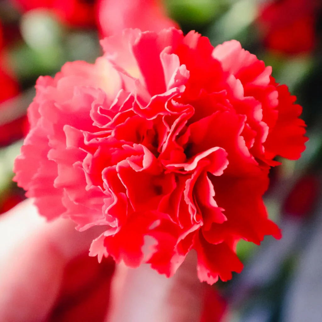 Front view of a red carnation, the national flower of Spain