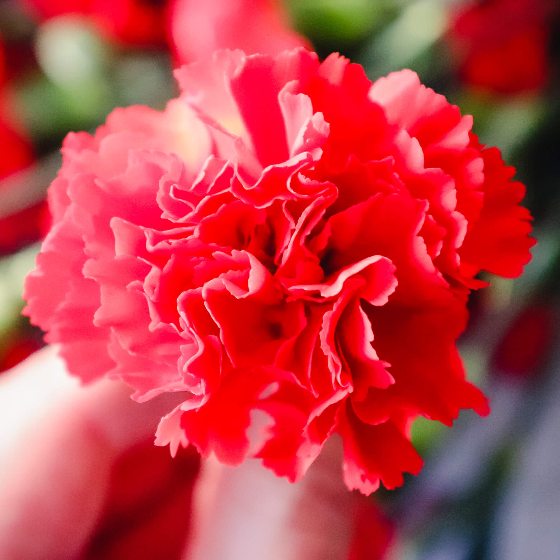 spain-s-national-flower-red-carnation-best-flower-site