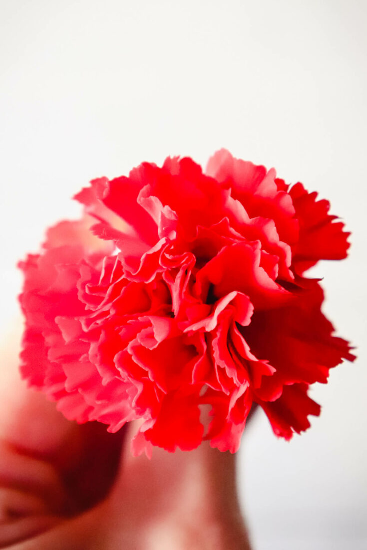 the National Flower of Spain, view of a red carnation