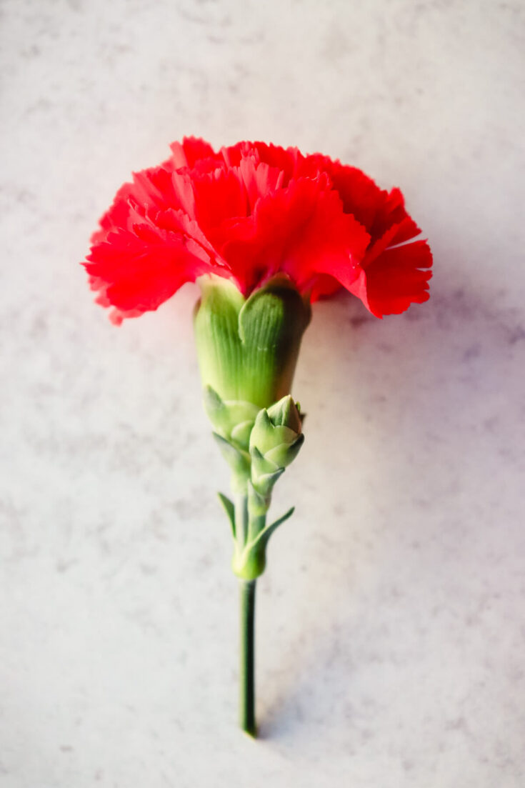 One red carnation, Spain's national flower