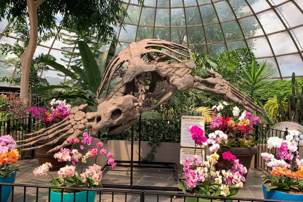 Giant turtle skeleton in Reptile Gardens