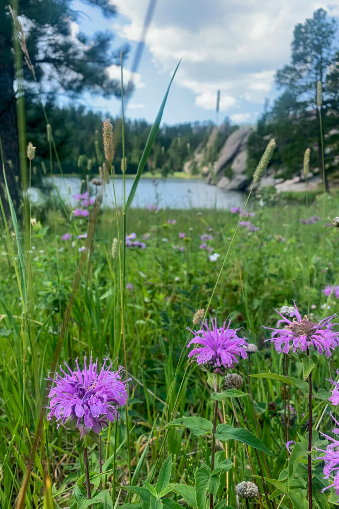 Purple flowers in front of Sylvan Lake