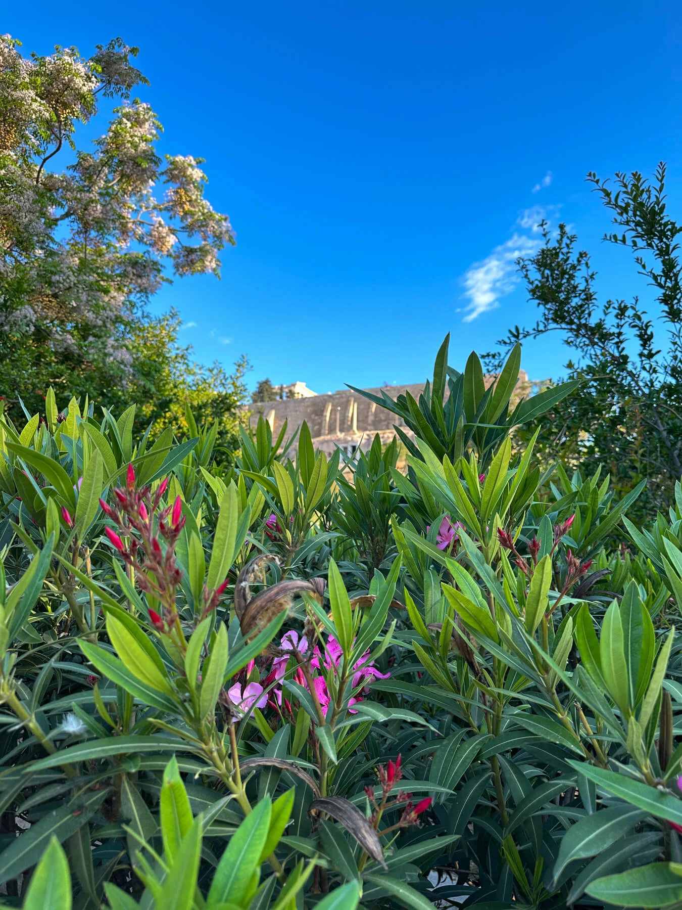 View of flowers up the Acropolis Hill with a view of the top of the Acropolis