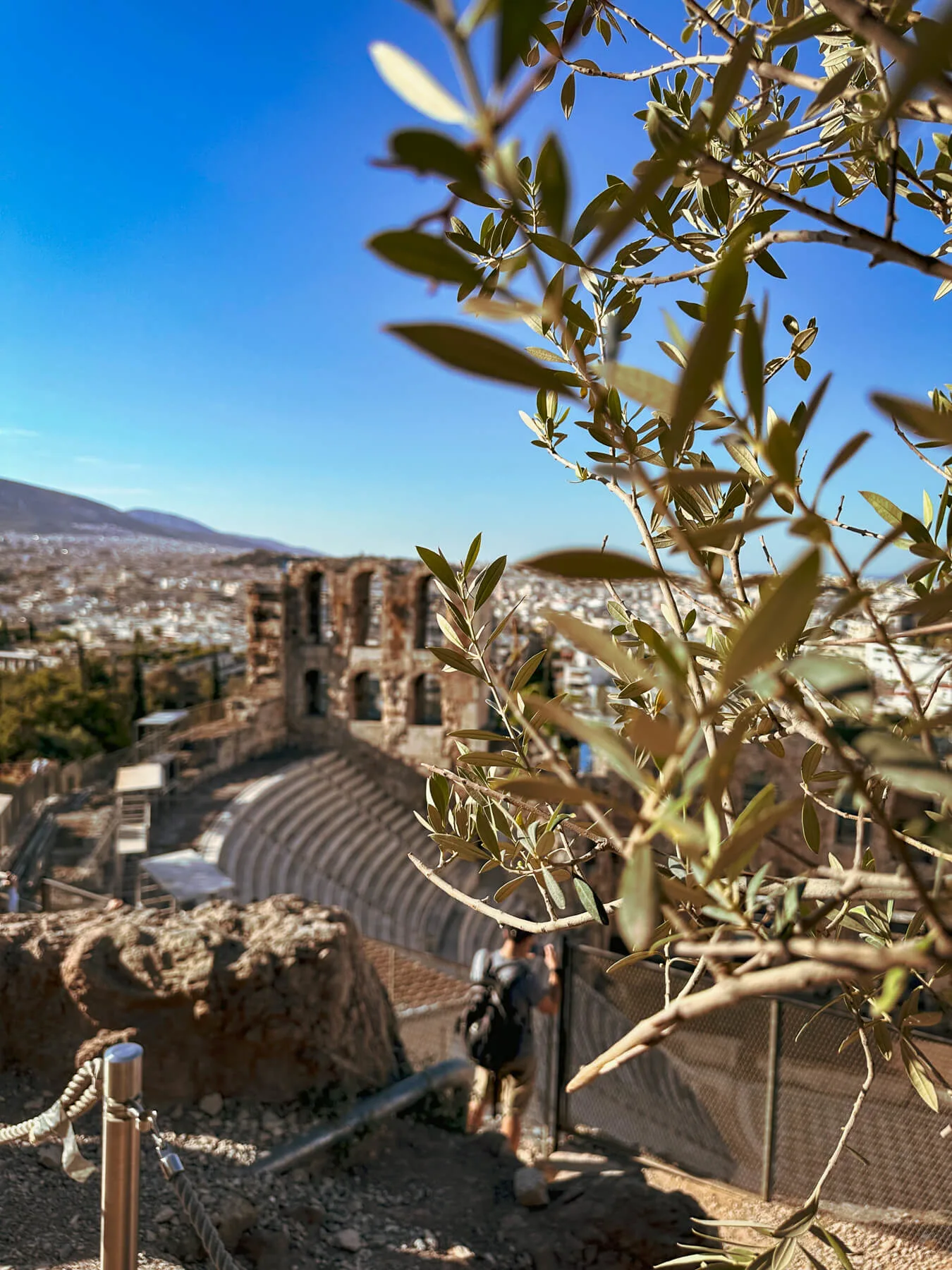 View of the Theater of Dionysus with an olive tree in front