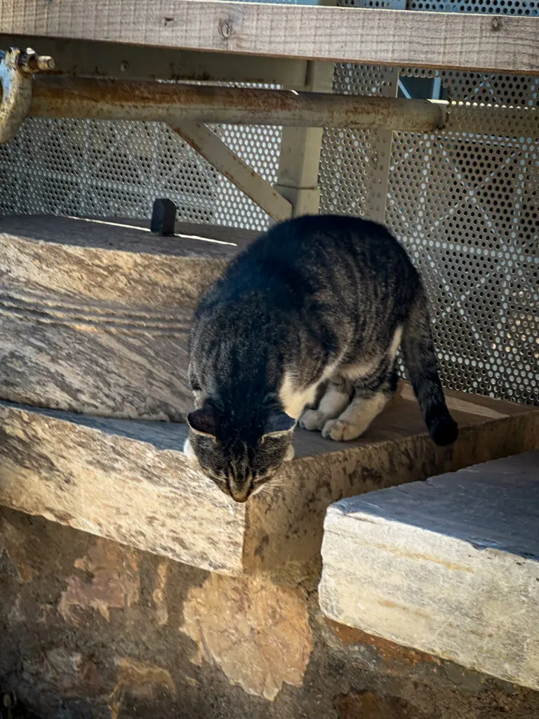A cat at the Acropolis