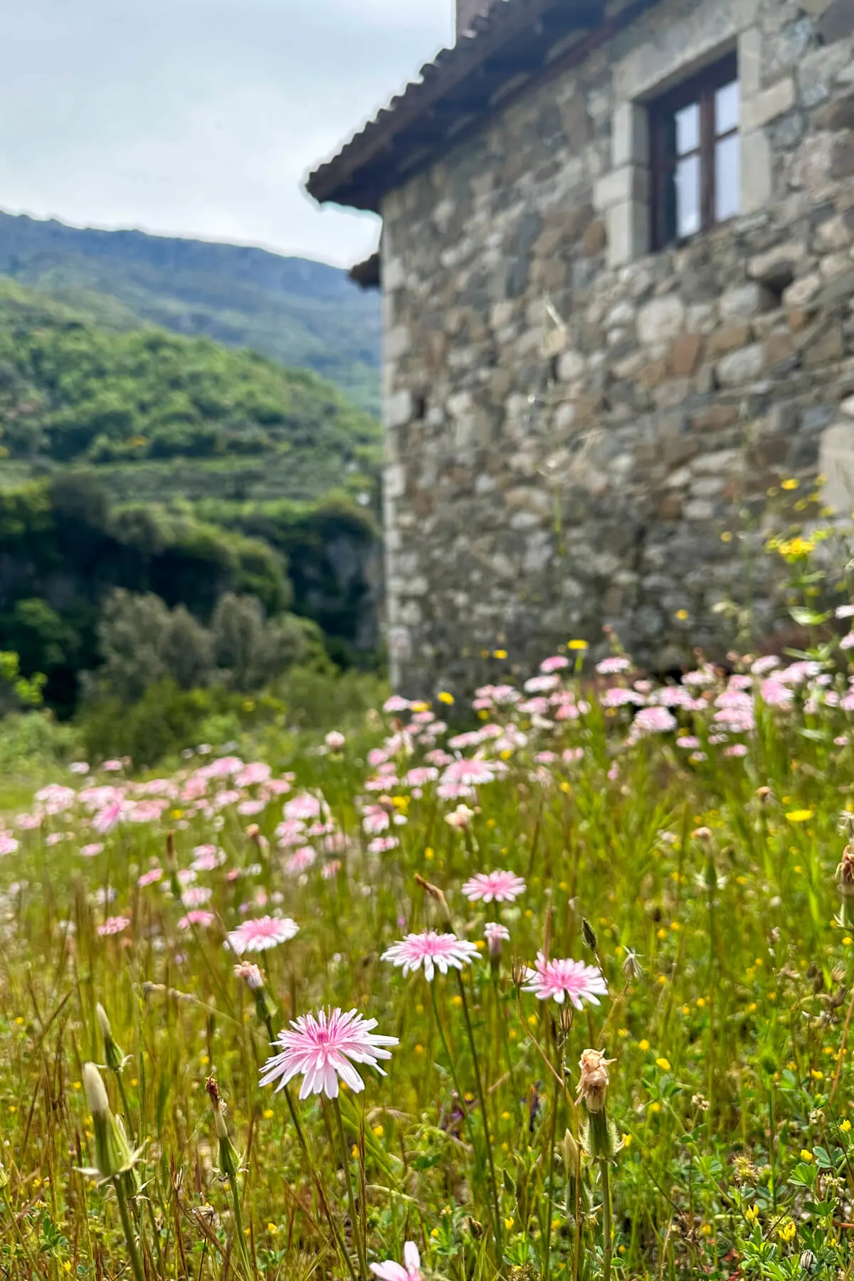 Pink wildflowers next to a stone building with hills in the background