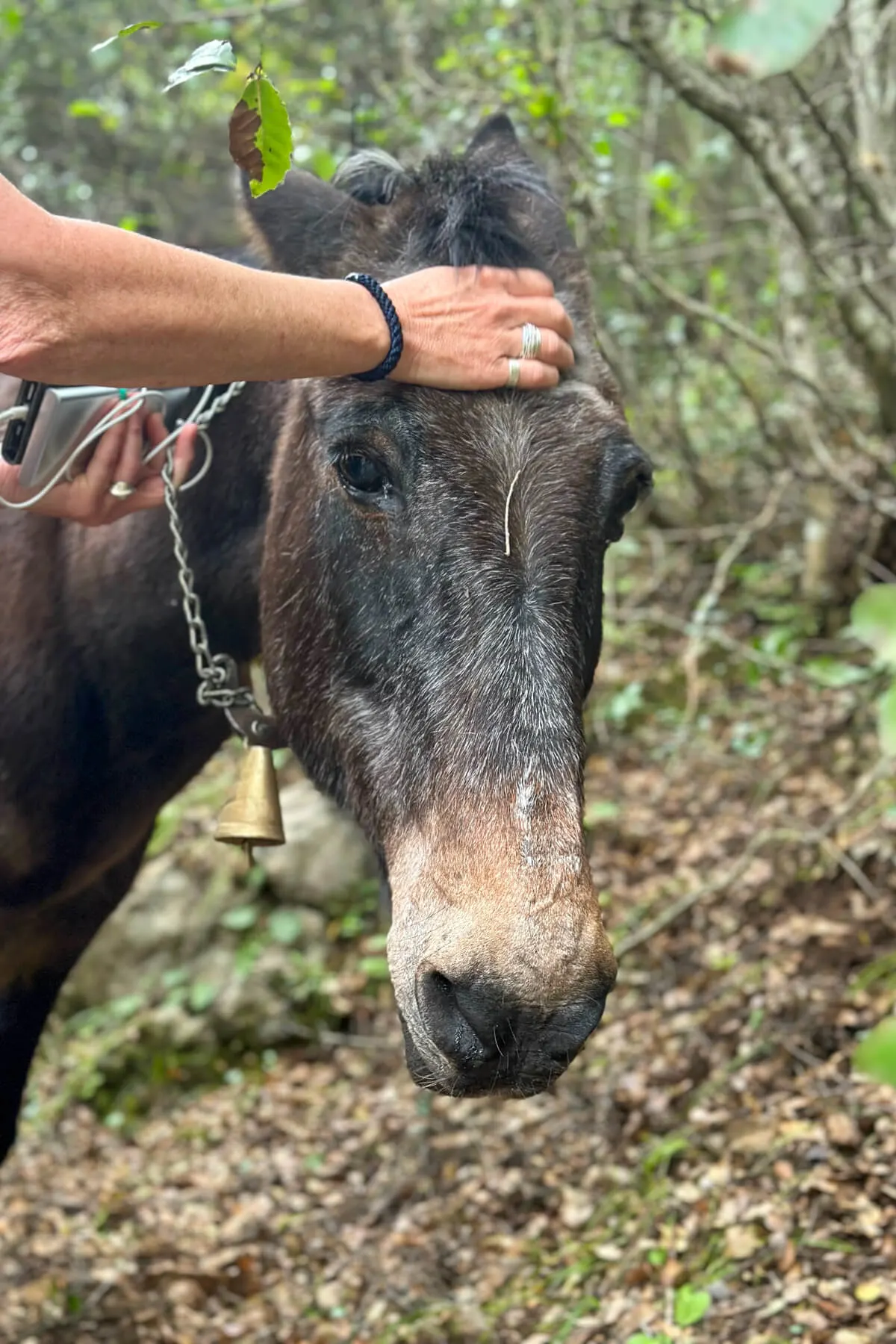 A horse along the Menalon Trail