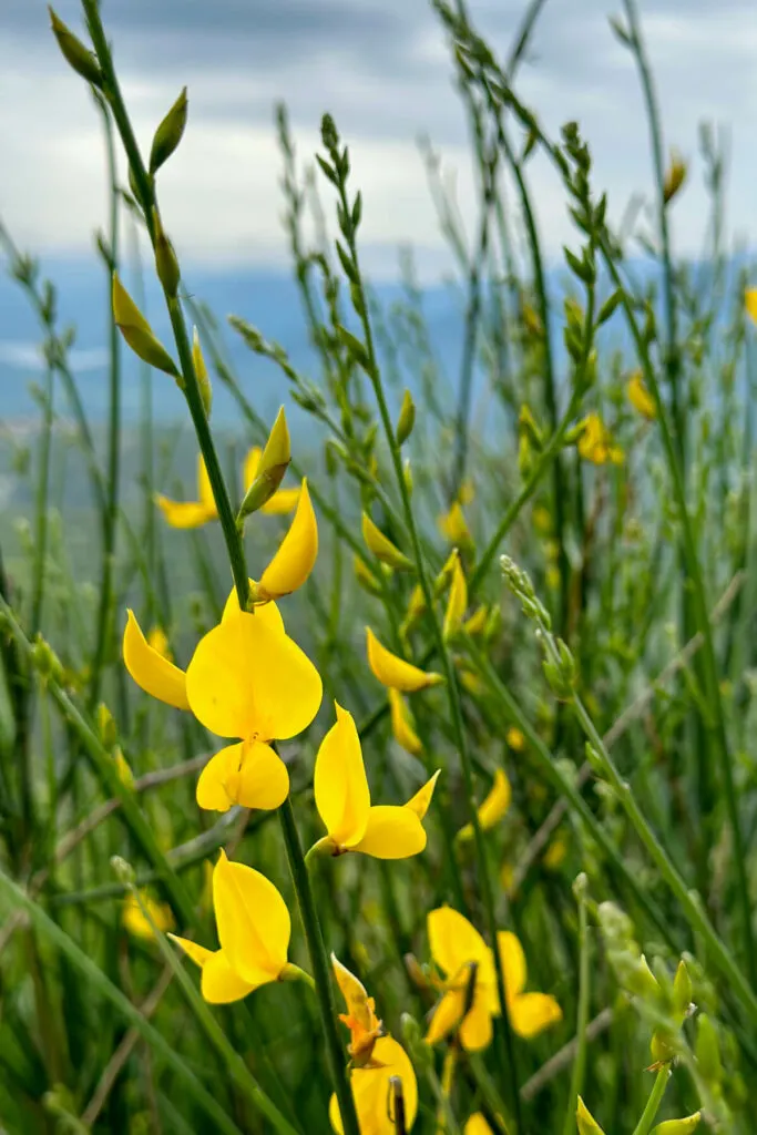 Beautiful yellow Greek wildflowers in the mountains of Arcadia