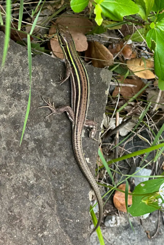 A lizard along the trail