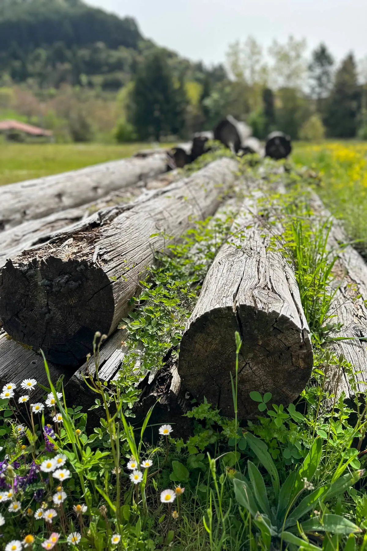 Logs in the yard of the forest museum with small flowers growing in front