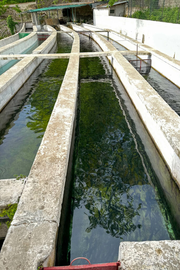 The fish farm with trout, sturgeon, and salmon in the waterways