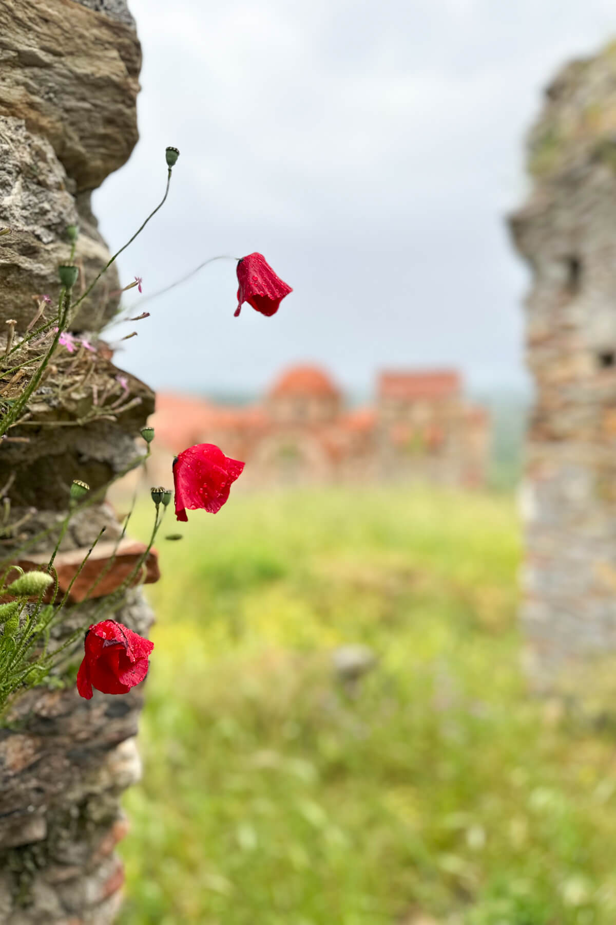 Red poppy-type flowers growing out of a stone wall with a Byzantine church blurred in the background
