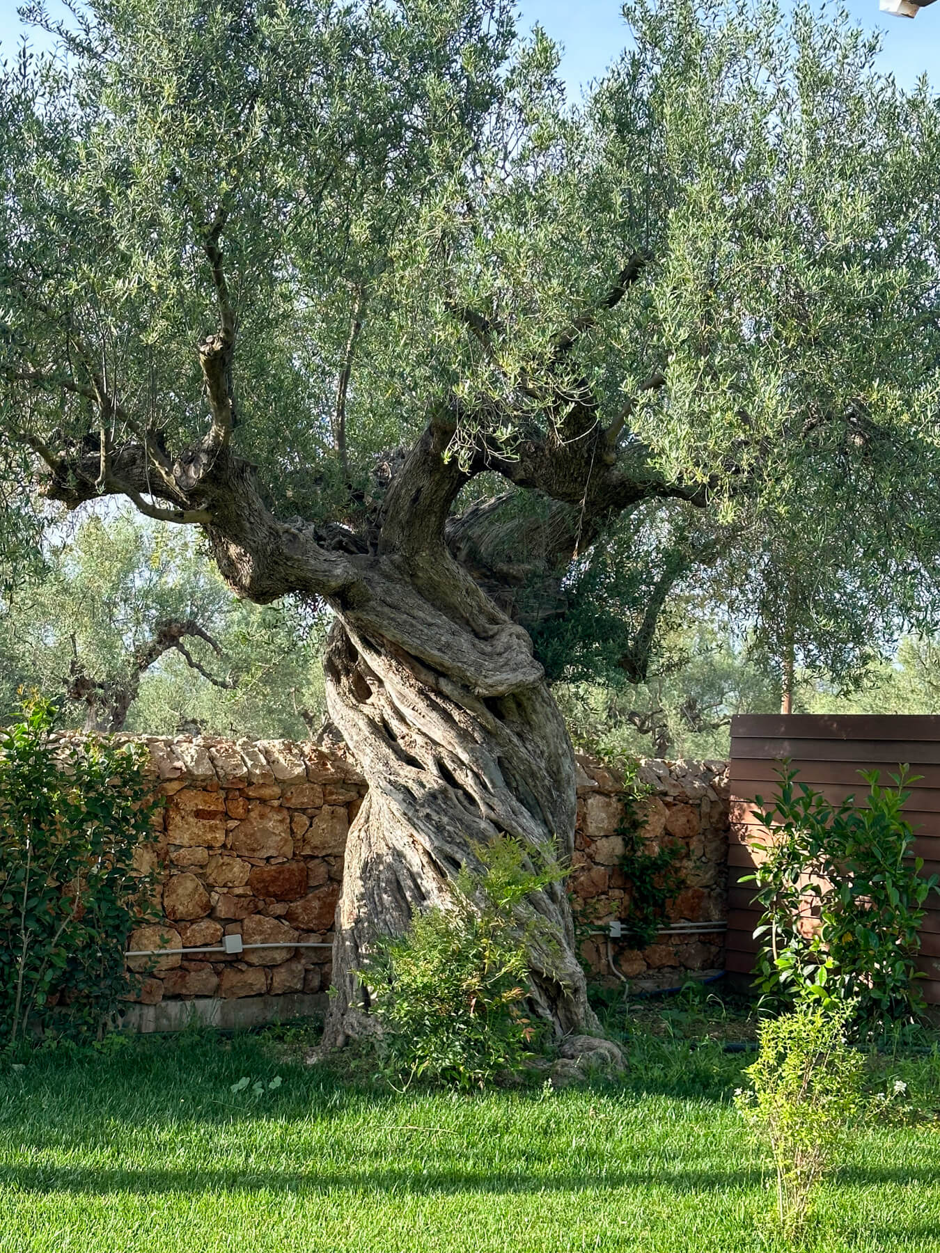 Giant twisted olive tree at the Mystras Grand Resort and Spa
