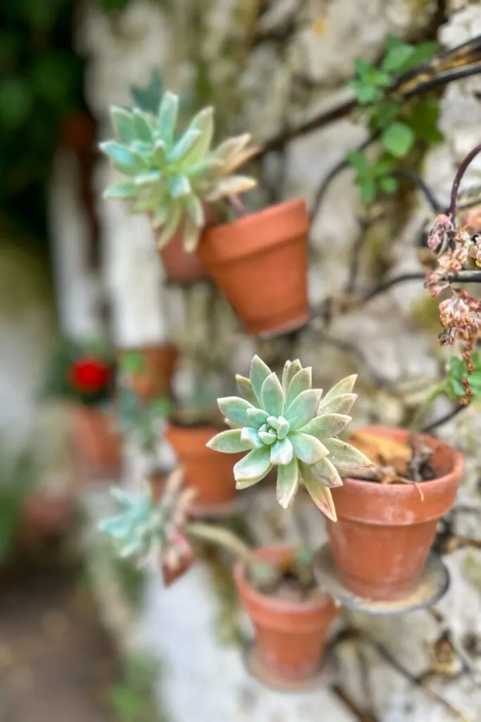 Succulents in little pots on the side of a stone wall.