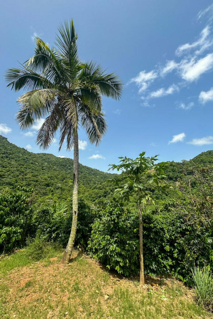 A palm tree with a dense forest and hills in the background