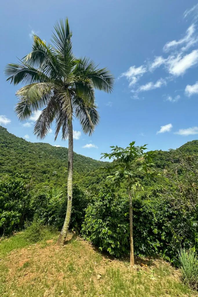 A palm tree with a dense forest and hills in the background