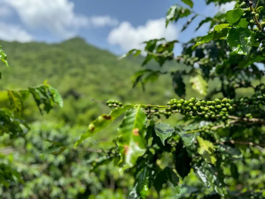 View of green coffee beans on plants with lush green and mountains in the distance in southern Puerto Rico