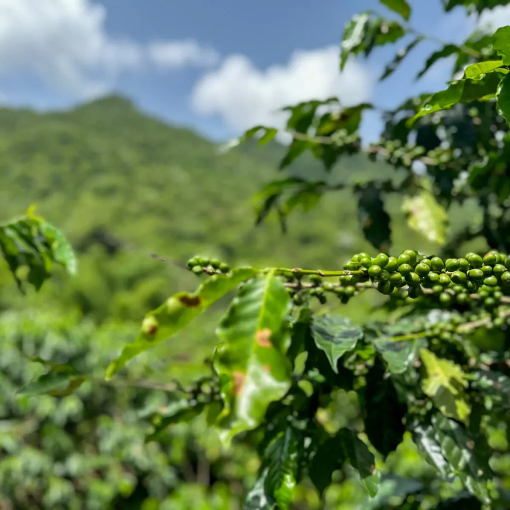 View of green coffee beans on plants with lush green and mountains in the distance in southern Puerto Rico