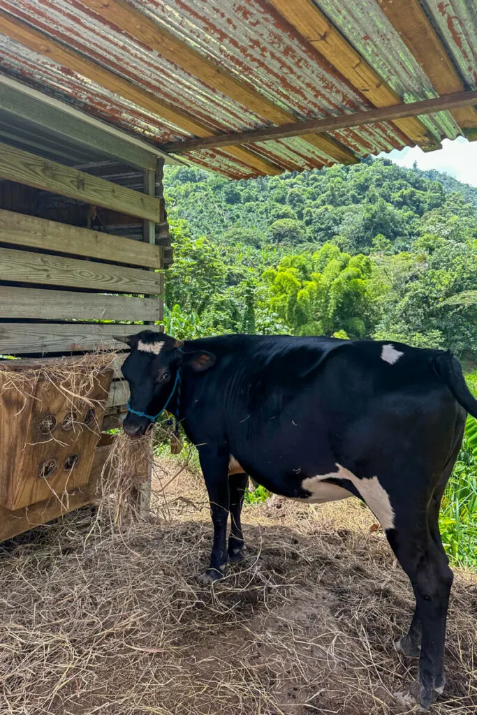 A black cow in a pen with a lush green mountain in the distance