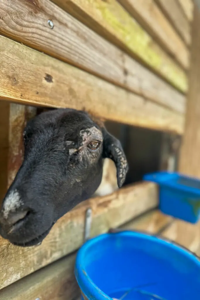 A close up view of a black head of a goat sticking it's head out between two boards