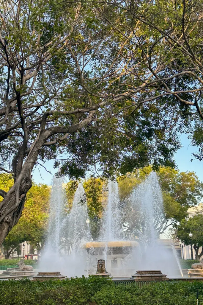 A tree over a fountain flowing in Ponce