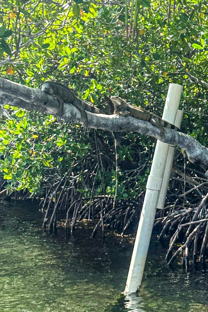 Two iguanas on a mangrove tree branch sunning themselves over the water