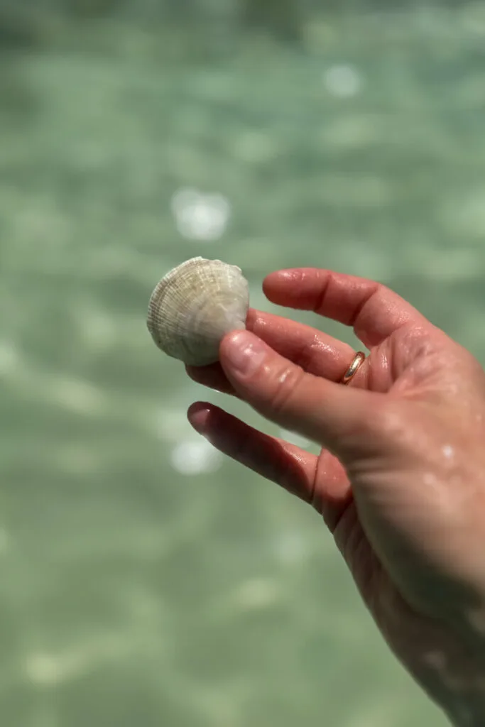 A hand holding a shell with a blurred background of sun shining on the water