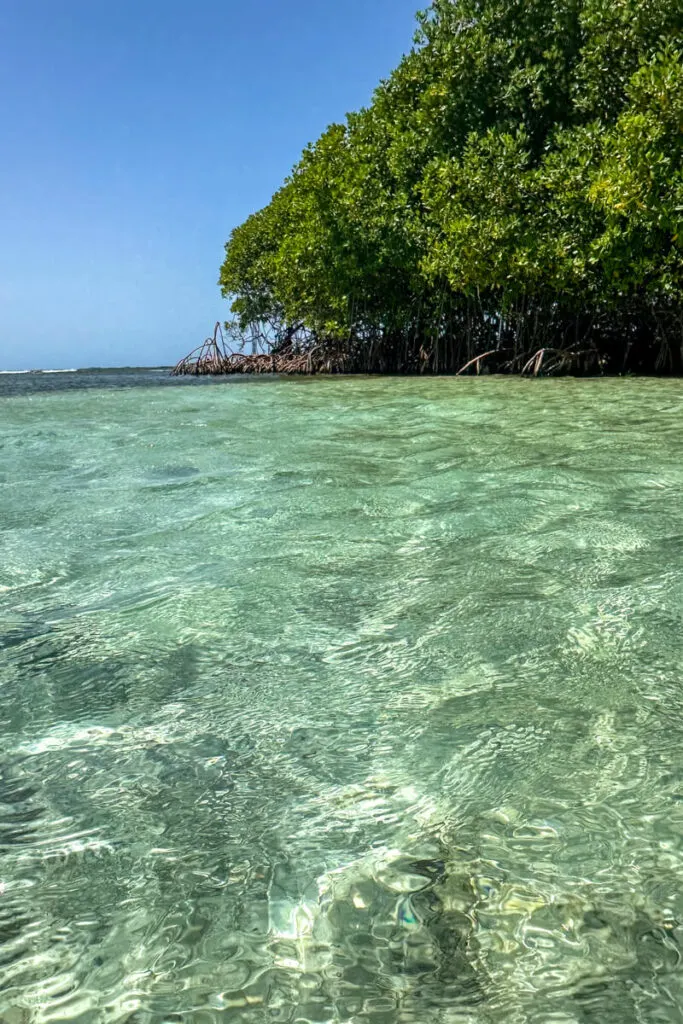 Clear blue green water in front of mangrove trees