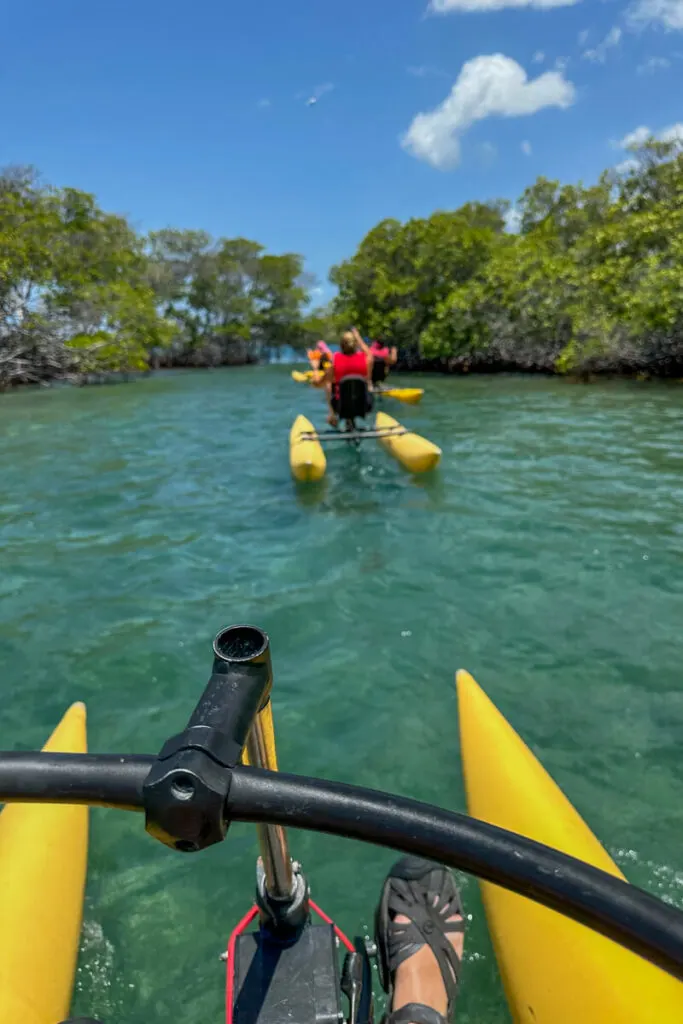 Mangrove trees on either side of a water way with chili boats riding through