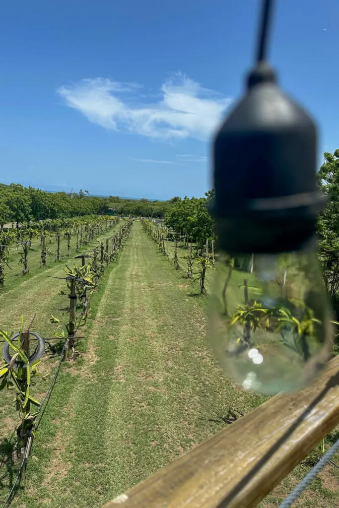 View of the dragon fruit field from the glamping balcony with an out of focus light bulb in front