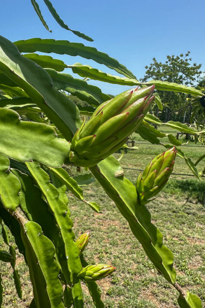 A dragon fruit flower with tips of pink on a green plant