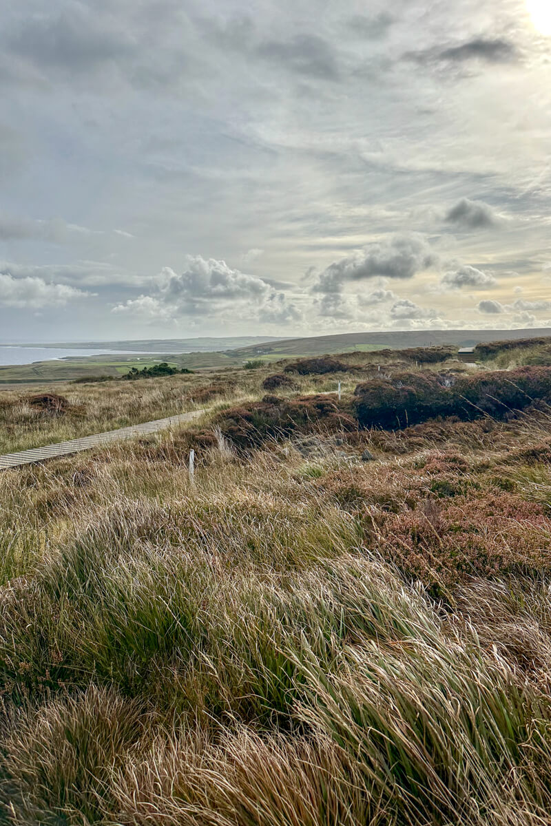 The Ceide Fields, Mayo, Ireland with the wind blowing over the grasses