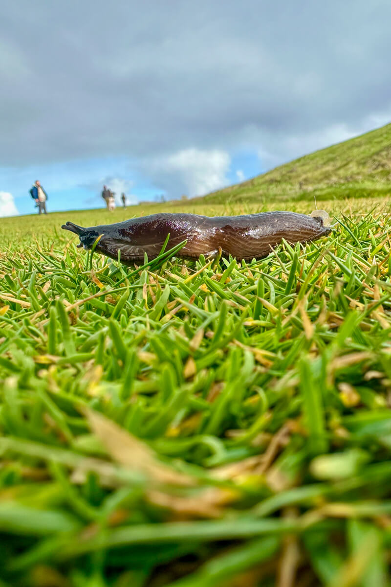 A closeup of the side of a slug named Norman at Downpatrick Head.