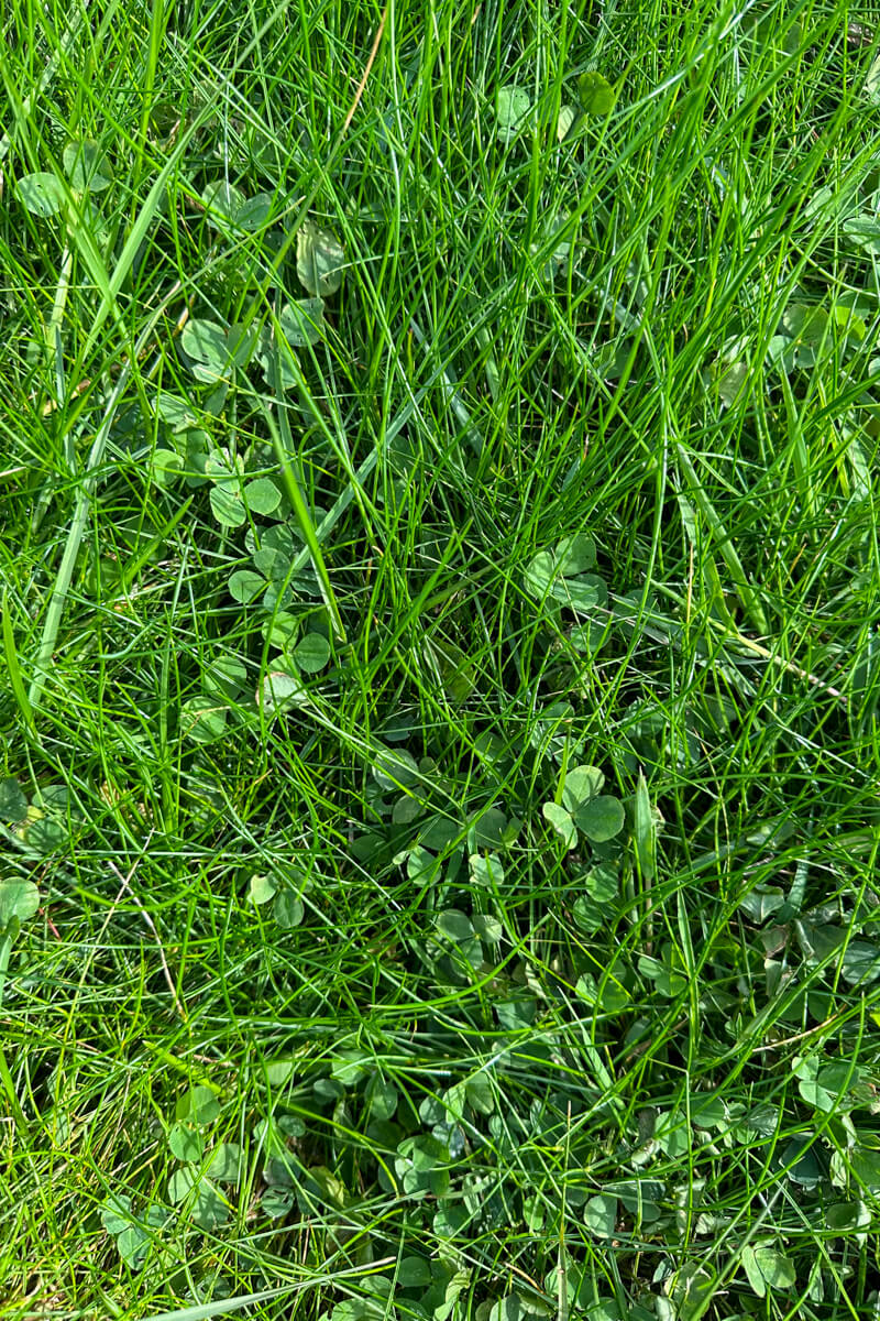 Looking down at the grass and clover and bright green