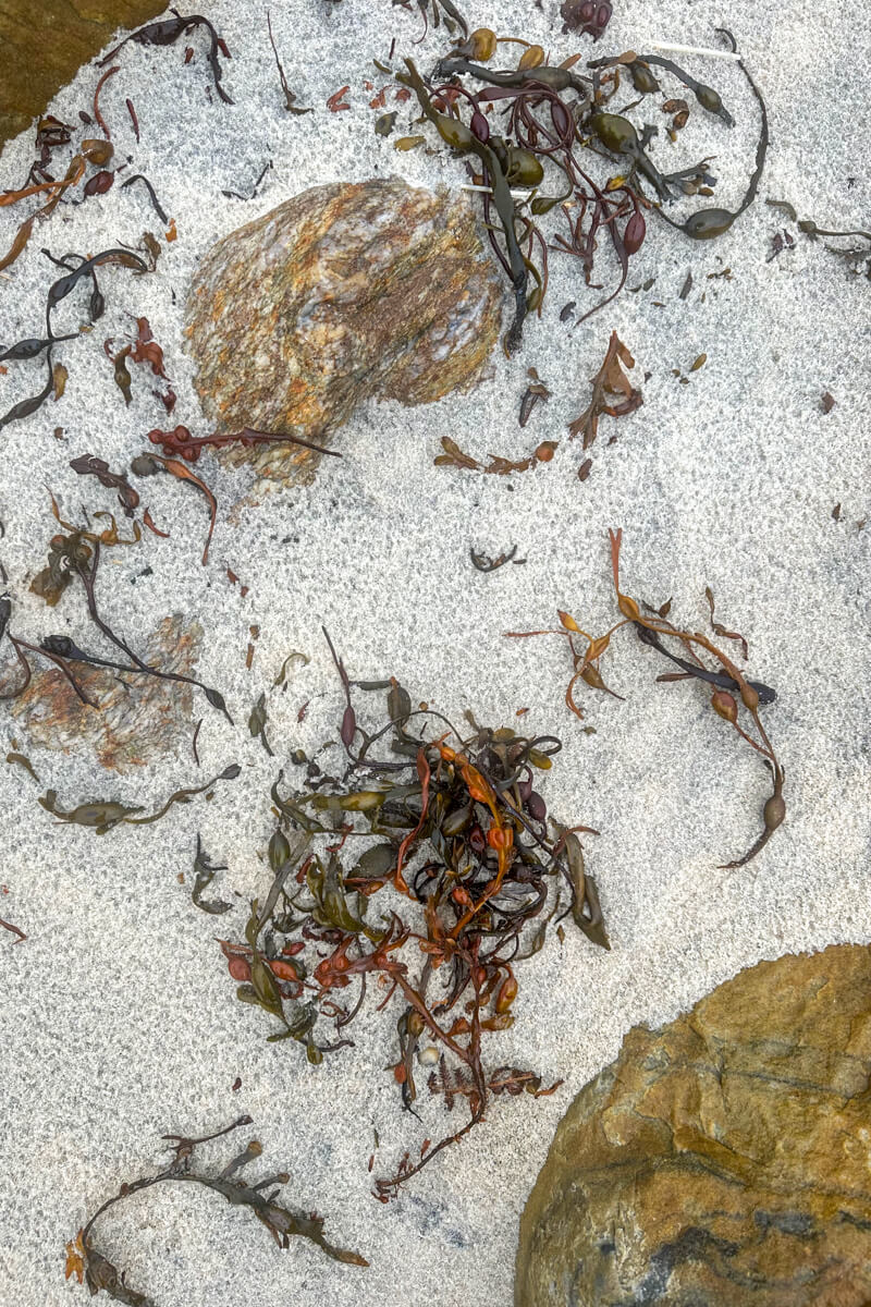 An overhead view of white sane, reddish seaweed, and tan rocks