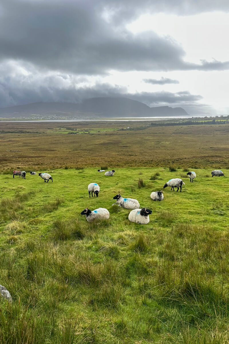 A grassy area with about 20 sheep sitting or mulling around. The background is darker brown vegetation and clouds.