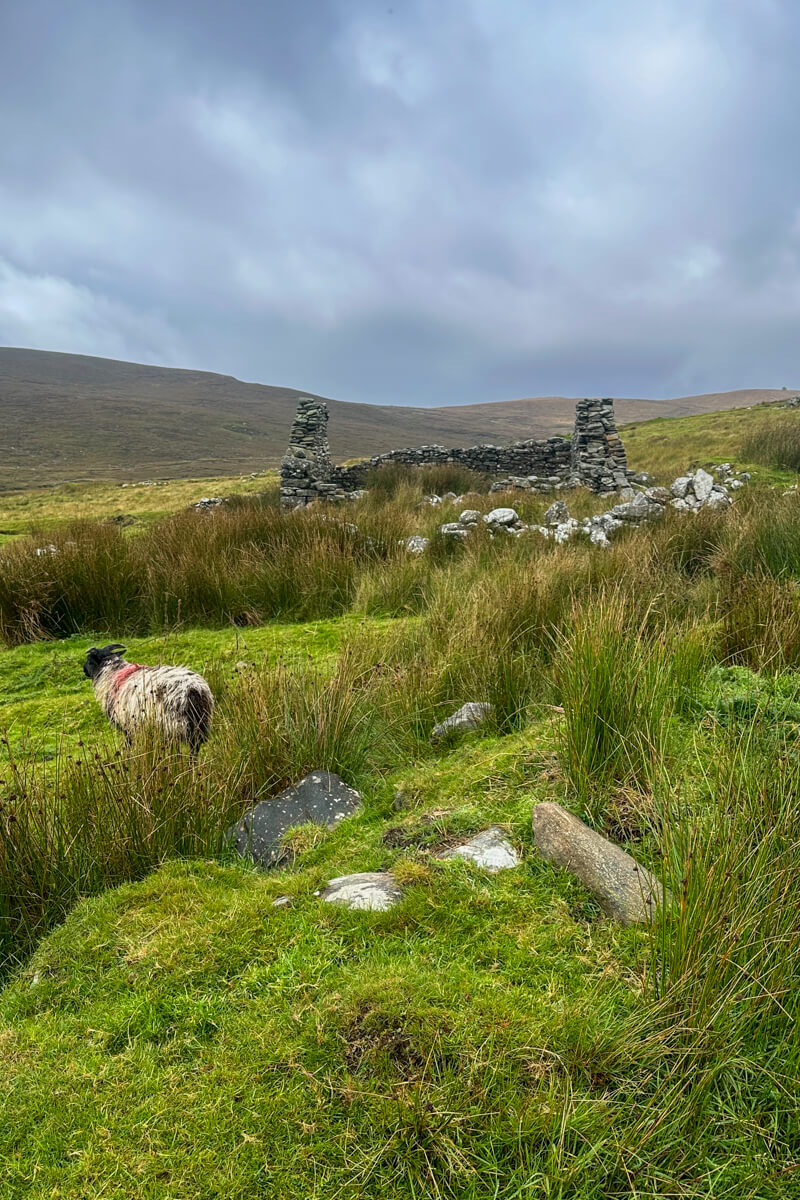 A side view of a deserted village stone house on Achill Island, County Mayo, Ireland with sun shining down and a sheep wandering in front