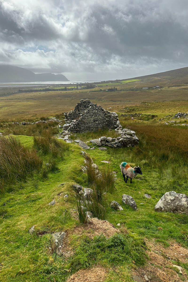 Deserted village stone ruins on Achill Island, County Mayo, Ireland with sun shining down and a sheep wandering in front of the stone house.