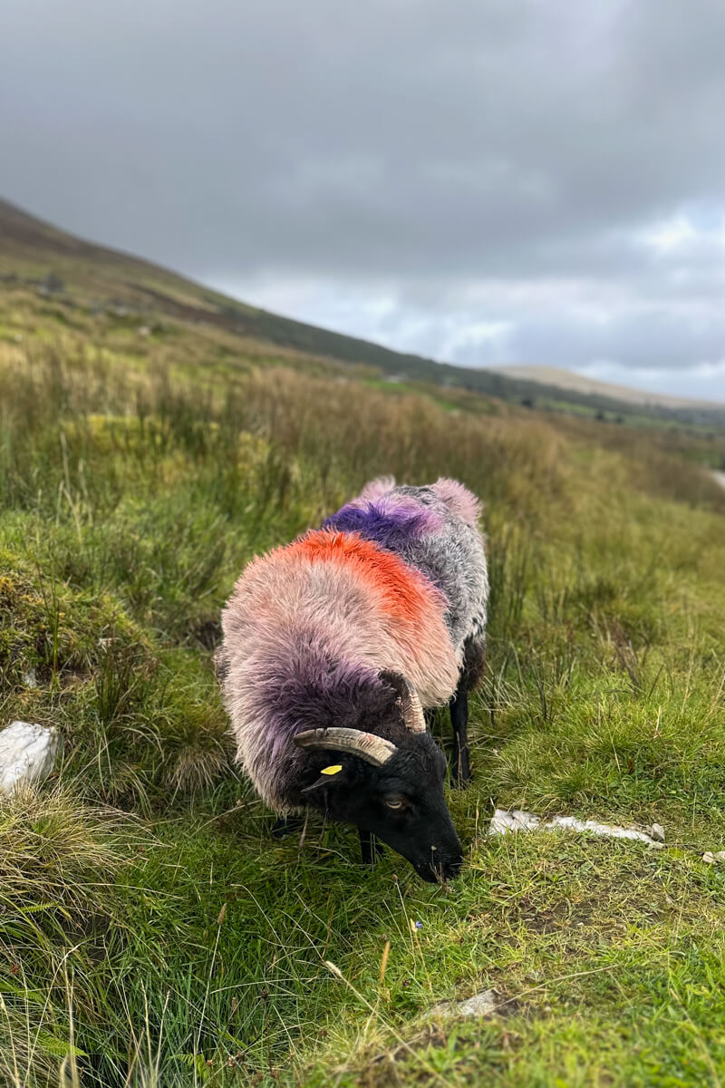 A sheep with a black head and horns and an orange stripe painted on his white wool