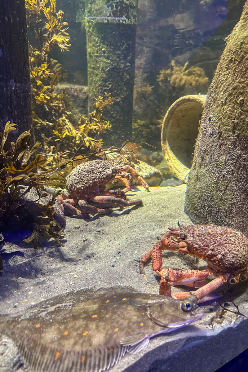 Two crabs and a flounder in an aquarium