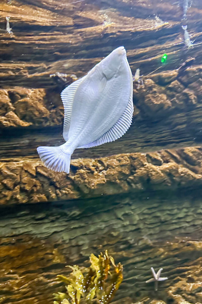 A white fish in an aquarium