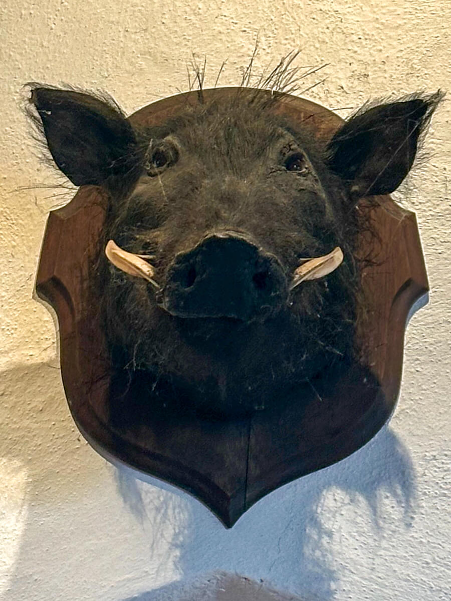 A black boar head with white tusks mounted on the wall