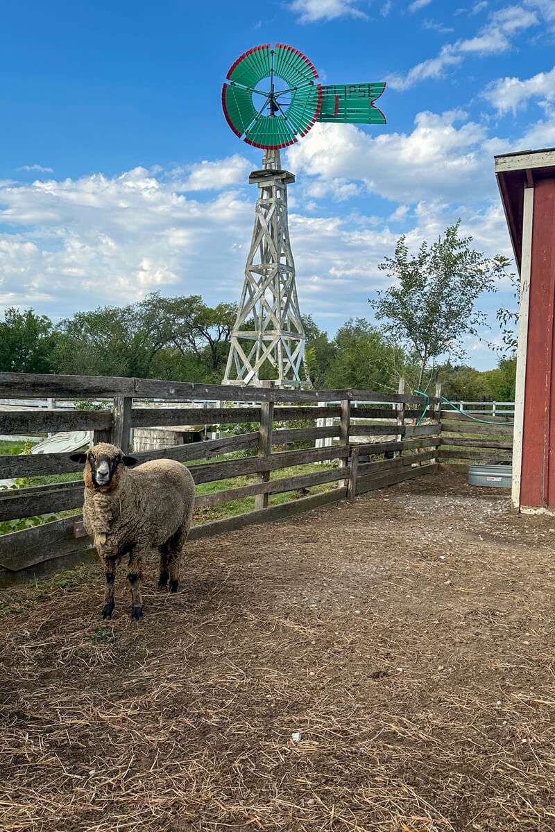 A white sheep with black face in front of a farm windmill and red barn