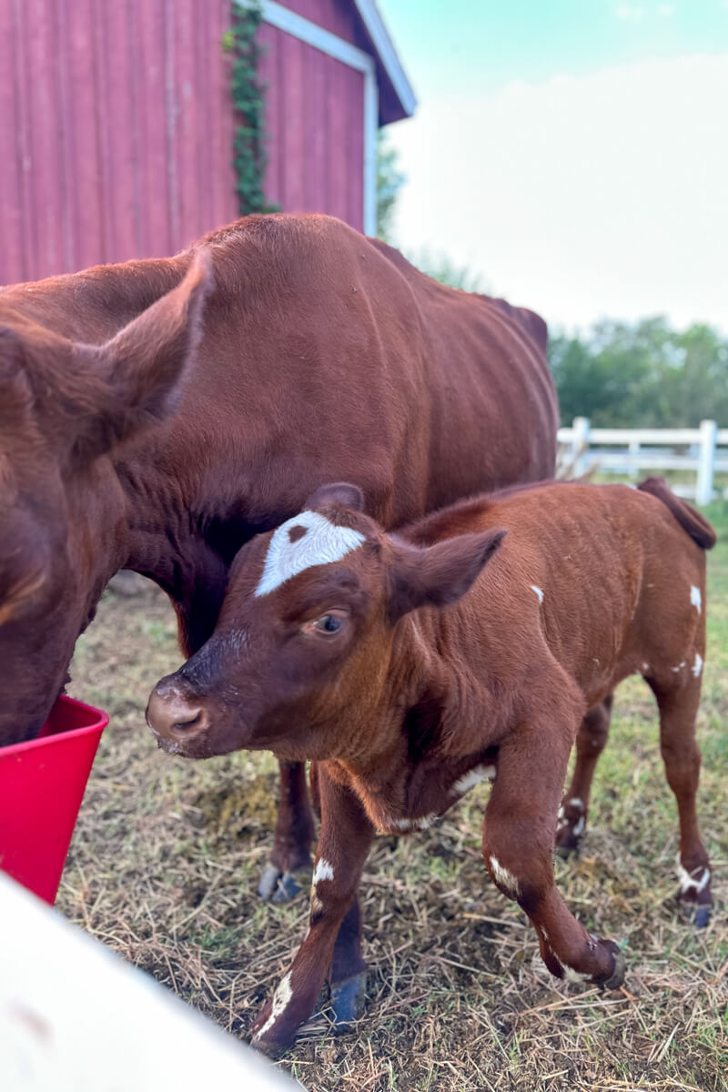 A mother brown cow and baby cow
