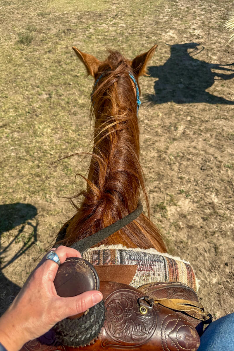 Looking down from sitting on a saddle on a brown horse, view of the back of its head, ears, etc