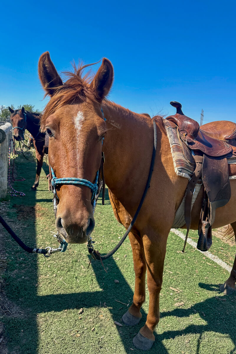 A brown horse looking at the camera