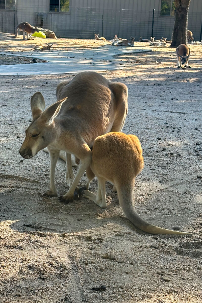 Two kangaroos standing on the sand