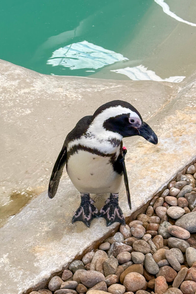 A penguin looking to the side in front of the green water of the swimming area